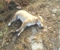 Εορδαία Κοζάνης: Δηλητηρίασαν τα αδέσποτα σκυλιά που επανεντάχθηκαν