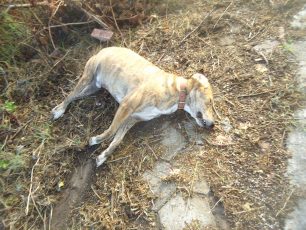 Εορδαία Κοζάνης: Δηλητηρίασαν τα αδέσποτα σκυλιά που επανεντάχθηκαν