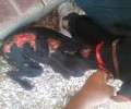 Ραφήνα: Βρήκαν τον σκύλο καμένο με οξύ
