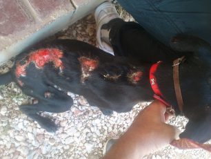 Ραφήνα: Βρήκαν τον σκύλο καμένο με οξύ