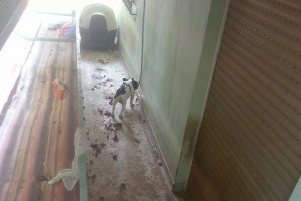 Αγία Βαρβάρα Αττικής: Αφαίρεσαν με εισαγγελική παραγγελία τον σκύλο από τον ιδιοκτήτη του επειδή τον κακοποιούσε