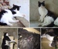 Βεργίνα Ημαθίας: Βρήκε τη γάτα του σκοτωμένη από όπλο