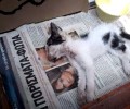 Κατερίνη Πιερίας: Τους δηλητηρίασε το γατάκι που φρόντιζαν (βίντεο)