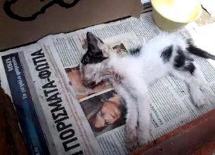 Κατερίνη Πιερίας: Τους δηλητηρίασε το γατάκι που φρόντιζαν (βίντεο)