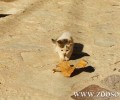 Χίος: Η τουρίστρια από τις Η.Π.Α. ψάχνει βοήθεια για το γατάκι με τα κομμένα αυτιά