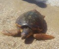 Θαλάσσια χελώνα εκβράστηκε νεκρή σε παραλία της Σαρωνίδας