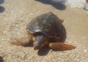 Θαλάσσια χελώνα εκβράστηκε νεκρή σε παραλία της Σαρωνίδας