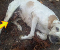 Κερατέα: Σκύλος σάπιζε από τον καρκίνο στην αυλή του κυνηγού (βίντεο)