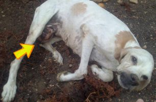 Κερατέα: Πέθανε το κυνηγόσκυλο που ο ιδιοκτήτης του το άφησε να λιώνει από τον καρκίνο (βίντεο)