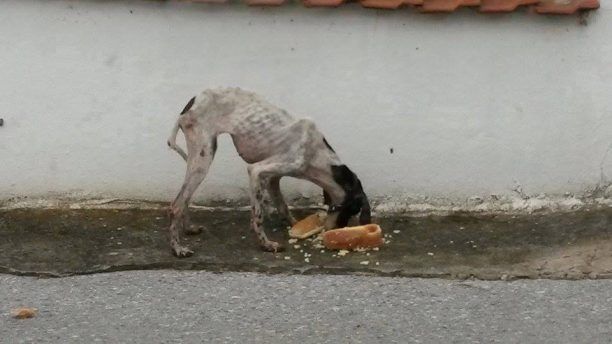 Σκελετωμένος σκύλος από την ασιτία στη Μαρίνα Ημαθίας (βίντεο)