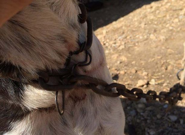 Έκκληση για τη σωτηρία δύο σκύλων στην Νάουσα της Πάρου