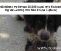 Εύβοια: Επιβλήθηκε πρόστιμο 30.000 ευρώ στο δολοφόνο της σκυλίτσας στα Νέα Στύρα
