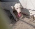 Νίκαια: Είχε τον σκύλο αλυσοδεμένο στην ταράτσα χωρίς τροφή νερό και σκιά