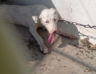 Νίκαια: Είχε τον σκύλο αλυσοδεμένο στην ταράτσα χωρίς τροφή νερό και σκιά