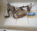Παλιά Κοκκινιά Πειραιά: Εξαφανίστηκε και άφησε να πεθάνουν 3 σκυλιά