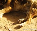 Πάχνη Ξάνθης: Κυνηγοί εκτέλεσαν με τα όπλα τους τρία αδέσποτα σκυλιά