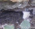 Στύρα Εύβοιας: Σκότωσε τη γάτα με φτυάρι μπροστά στο 13χρονο παιδί της