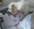 Βαλτινό Τρικάλων: Σκύλος περιφερόταν πυροβολημένος στο πρόσωπο και το πόδι