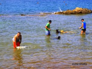 Δεκάδες σκυλάκια έκαναν μαζί μπάνιο σε παραλία των Χανίων χωρίς να μολύνουν τη θάλασσα!