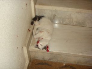 Η κάμερα ασφαλείας κατέγραψε το παιδί που σκότωσε το γατί στη Χίο