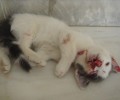 Αγοράκι στη Χίο εγκλώβισε δύο γατιά και το ένα το σκότωσε