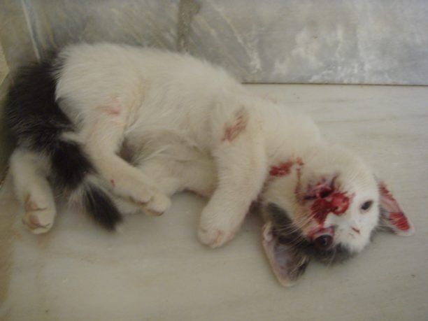 Αγοράκι στη Χίο εγκλώβισε δύο γατιά και το ένα το σκότωσε