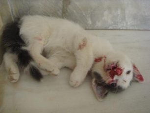 Δικογραφία εις βάρος των 2 ανήλικων παιδιών που σκότωσαν το γατάκι στη Χίο