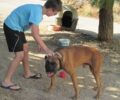 Γάλλος τουρίστας ζητάει βοήθεια για να σωθούν σκυλιά που κακοποιούνται στη Χίο