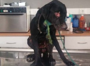 Σταθερή η κατάσταση της υγείας του σκύλου που τον έκαψαν ανήλικοι στην Άρτα