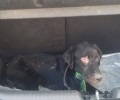 Βρέθηκε ζωντανό το σκυλάκι που έκαψαν ανήλικοι στην Άρτα