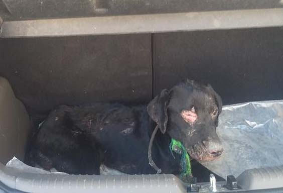 Βρέθηκε ζωντανό το σκυλάκι που έκαψαν ανήλικοι στην Άρτα