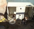 Ηράκλειο Κρήτης: Με εισαγγελική διάταξη του απαγορεύουν να αποκτήσει ξανά ζώα συντροφιάς