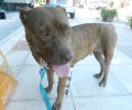 Χανιά: Εγκατέλειψε τον σκύλο του και κανείς δεν τον κατήγγειλε