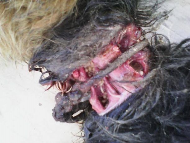 Δράμα: Το σκυλί σάπιζε ζωντανό από την συρματινη θηλιά στο λαιμό του (βίντεο)