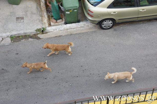 Ηράκλειο Κρήτης: Συστηματική η εξόντωση των αδέσποτων στο λιμανάκι της Παντάνασσας