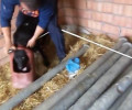 Προάστιο Έδεσσας: Έβγαλαν το μπιτόνι που είχε σφηνώσει επί τρεις μήνες στο κεφάλι του σκύλου (βίντεο)