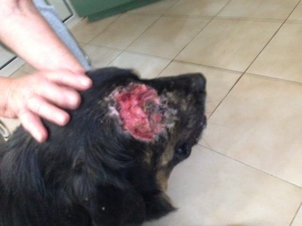 Εγλυκάδα Πατρών: Πυροβόλησε τον σκύλο στο κεφάλι