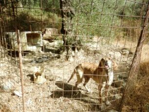 Χανιά: Αναβλήθηκε η δίκη του παράνομου εκτροφέα που έκλεβε και κακοποιούσε σκυλιά