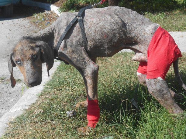 Έσωσαν τον σκύλο που περιφερόταν σκελετωμένος και βαριά άρρωστος στο Στρατώνι Χαλκιδικής