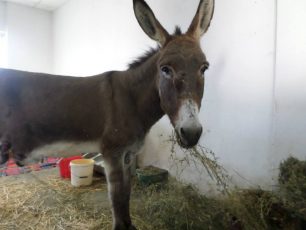 Έσωσαν τη γαϊδουρίτσα και αναζητούν τρόπο για να την μεταφέρουν από την Καρδίτσα στην Αθήνα (βίντεο)