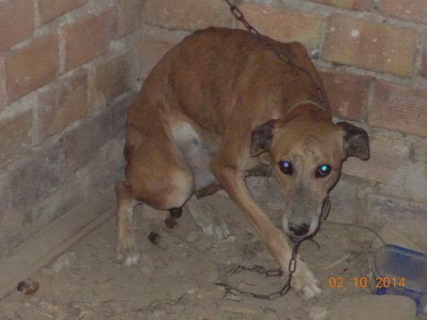 Σκυλιά αλυσοδεμένα στα χαλάσματα χωρίς τροφή και νερό στον Γαλατά Χανίων