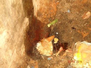 Έδεσσα: Απεγκλώβισαν το γατάκι που είχε σφηνώσει στον κάδο σκουπιδιών