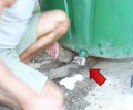 Κεφαλλονιά: Έσωσαν το γατάκι που είχε σφηνώσει στον κάδο σκουπιδιών