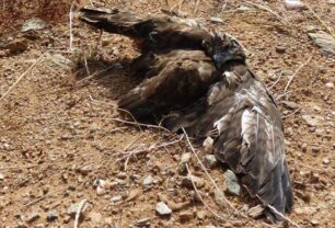 Οι κυνηγοί πυροβολούν ανεξέλεγκτα και στη Σύρο ζώα που δεν είναι θηράματα