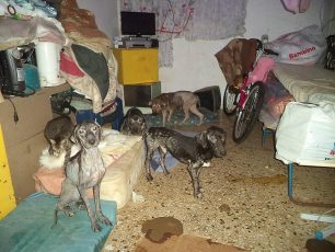 Δεκάδες σκελετωμένα ζώα σε διαμέρισμα Γερμανίδας συλλέκτριας στο Ηράκλειο της Κρήτης