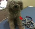 Χαλάνδρι: Εγκατέλειψε τον σκύλο δένοντας τον σε δέντρο & κλείνοντας το στόμα του με μια κορδέλα