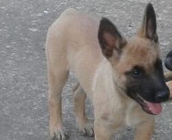 Χάθηκε θηλυκός σκύλος στο Αλεποχώρι Αττικής