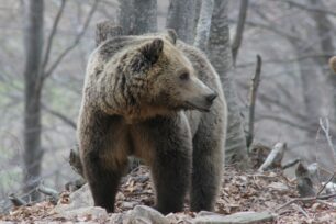 Στη Θεσσαλονίκη το 23ο Διεθνές Συνέδριο Μελέτης και Διαχείρισης της Αρκούδας
