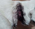 Καναλάκι Πρέβεζας: Κατήγγειλε την κακοποίηση του σκύλου και η Αστυνομία αδιαφόρησε
