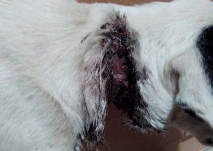 Καναλάκι Πρέβεζας: Κατήγγειλε την κακοποίηση του σκύλου και η Αστυνομία αδιαφόρησε